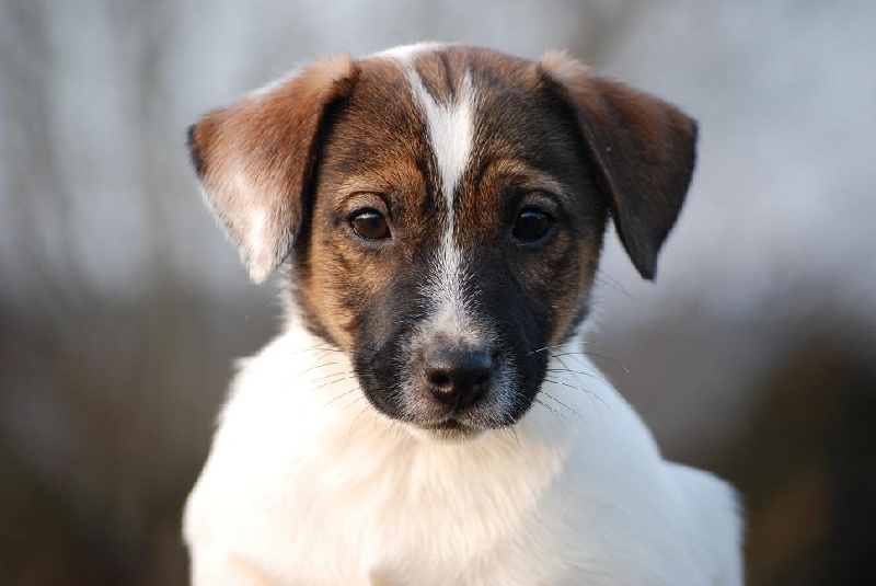 Les Jack Russell Terrier de l'affixe A La Fouaille