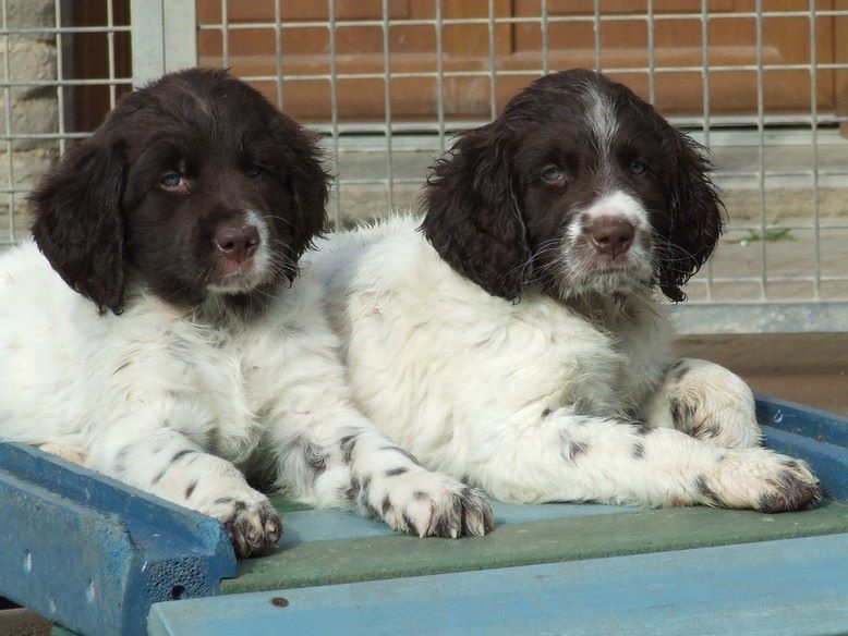 A La Fouaille - Chien d'arrêt allemand à poil long - Portée née le 04/02/2015