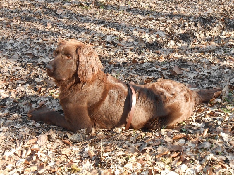 Loustic von heek