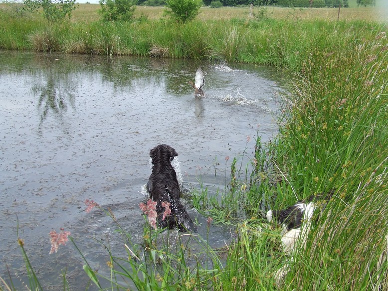 à la chasse